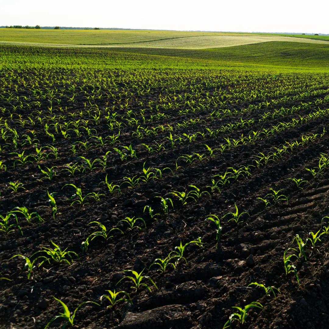 A large, green agricultural field with rows of crops growing in straight lines.