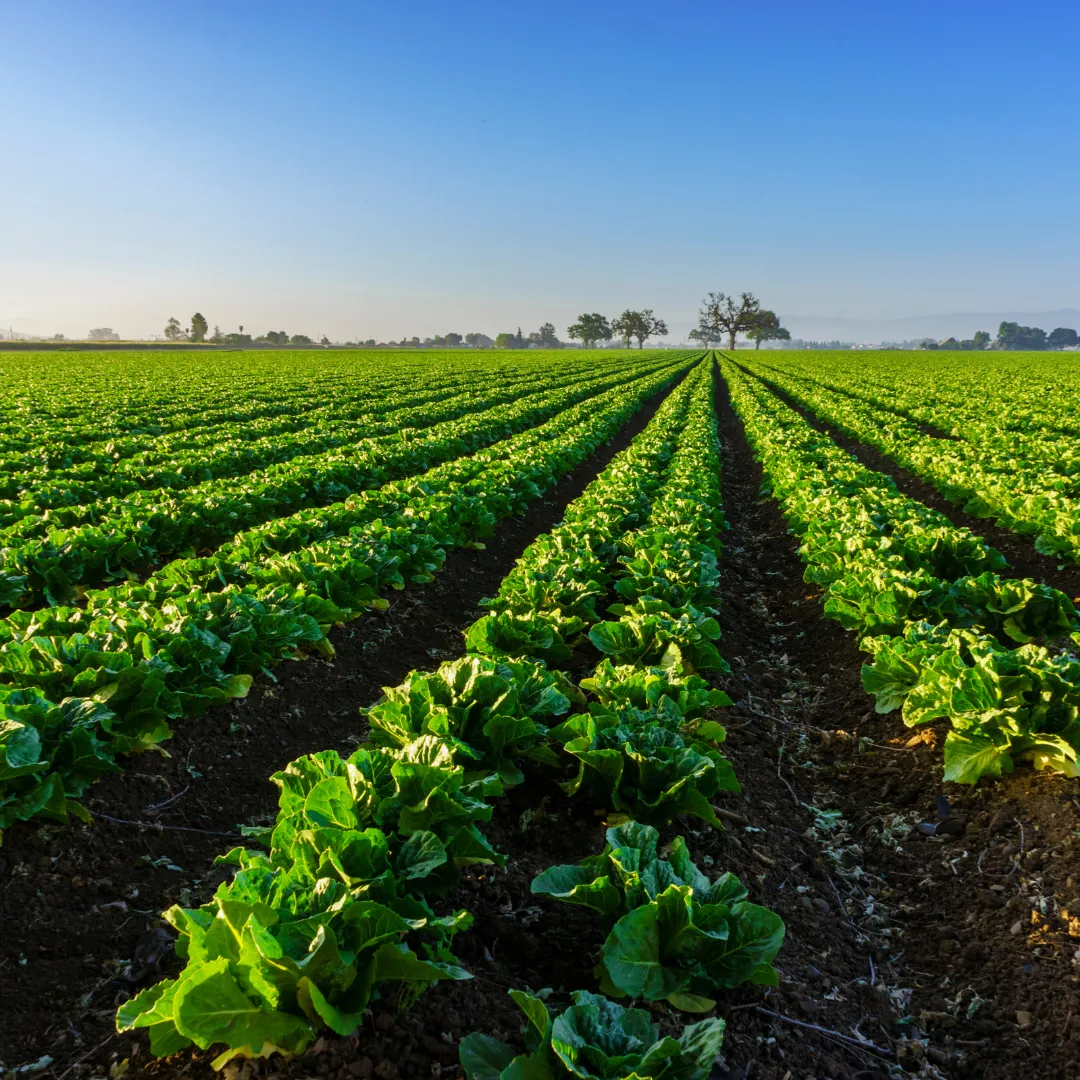 A large green agricultural field with rows of crops growing under a clear sky.