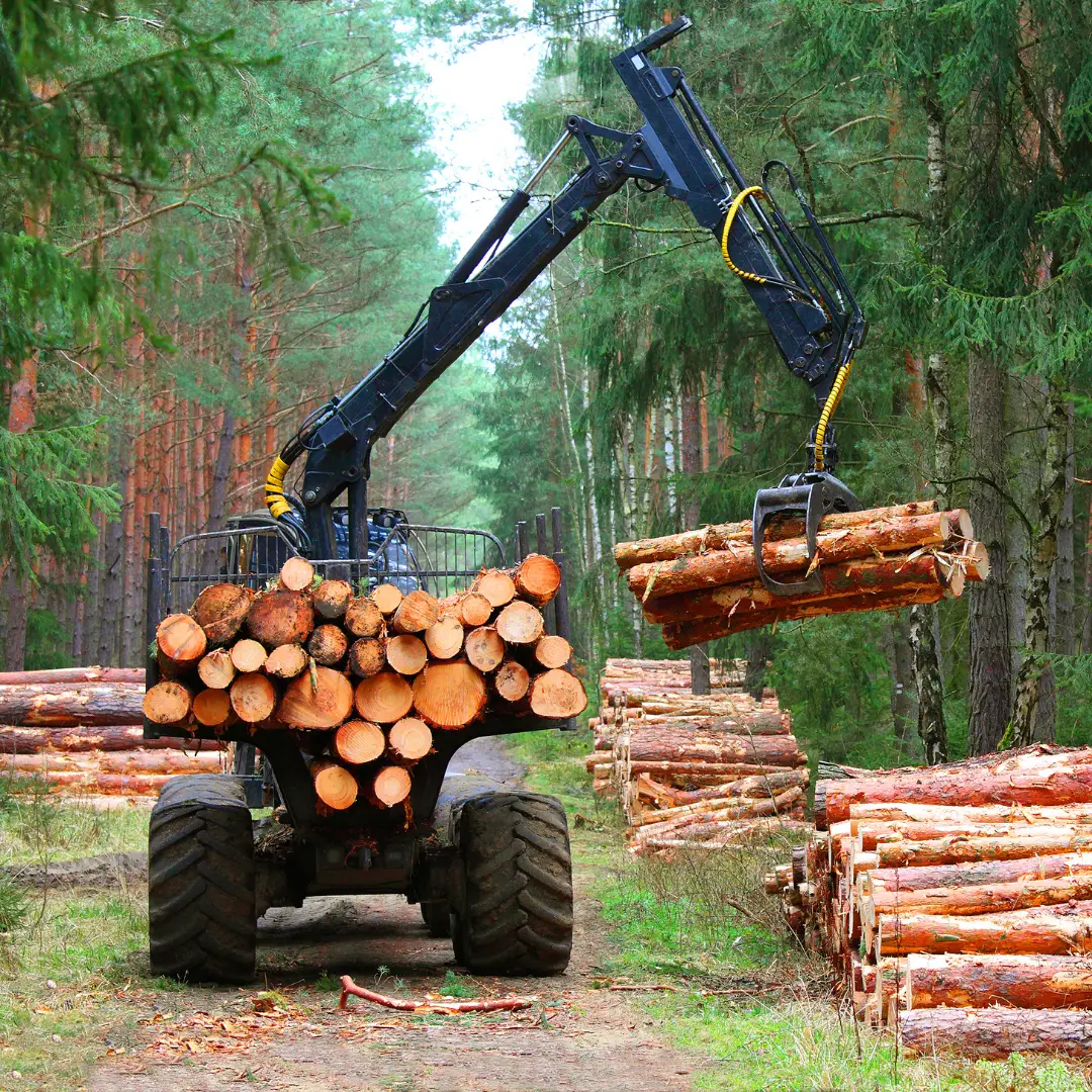 A machine lifting logs in a forest, preparing them for transport or processing.