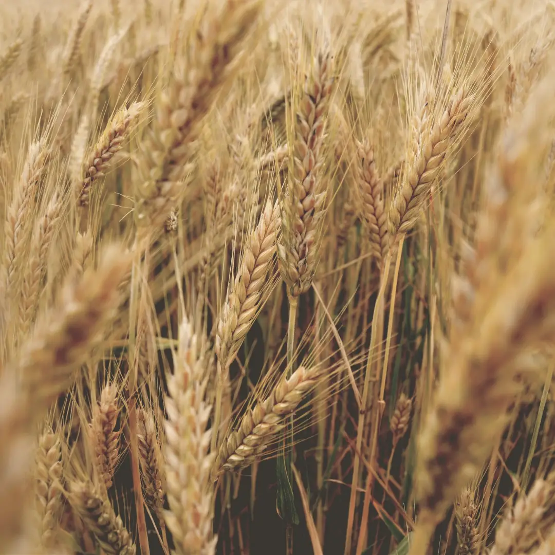 A close-up view of wheat or barley growing in a field, representing agricultural products.