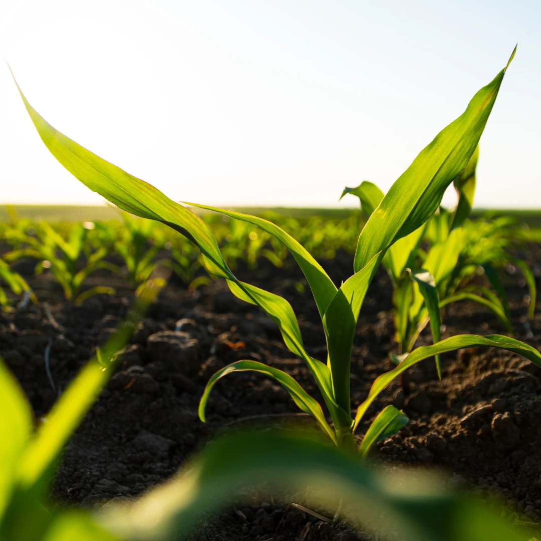 Young green plants growing in soil, symbolizing agricultural development.