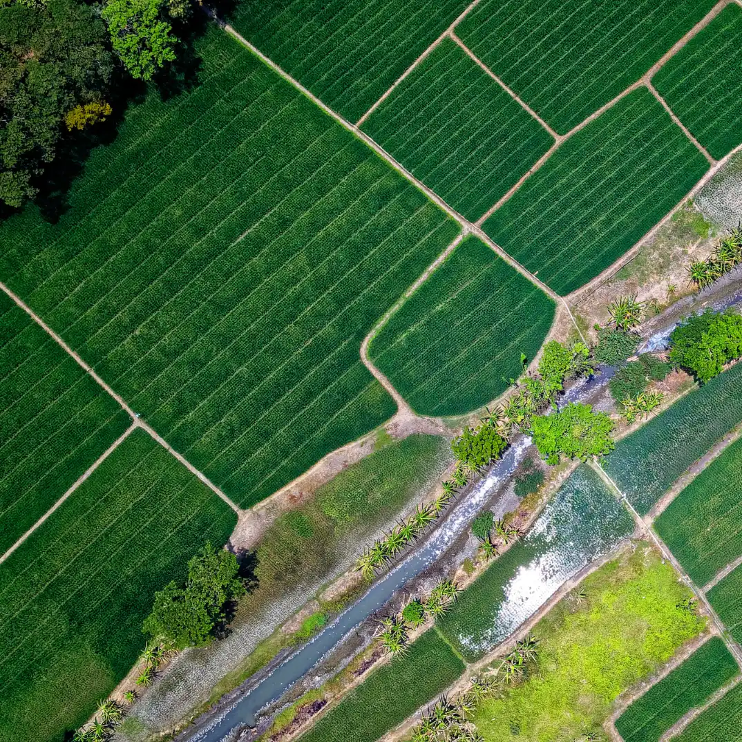 An aerial view of green farmland divided into neat rectangular plots.