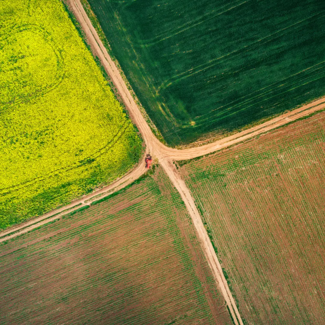 Aerial view of green and yellow agricultural fields divided by dirt paths.