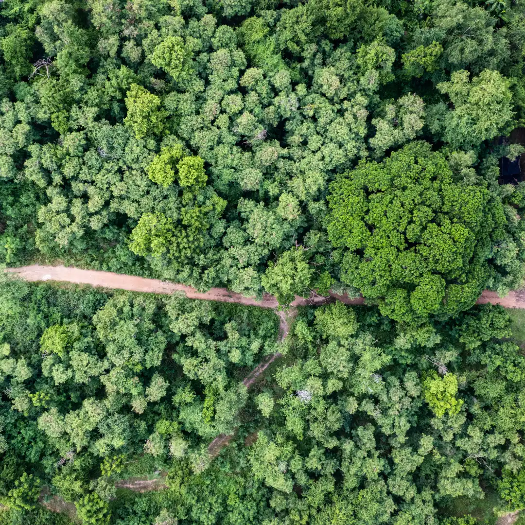 Overhead view of a dense forest with a few intersecting paths visible through the trees.