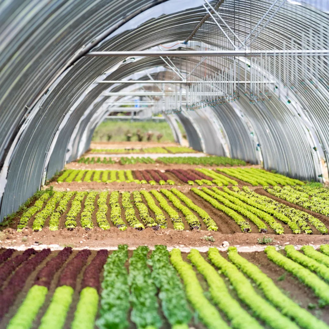 Inside a greenhouse, showing rows of green plants growing under an arched structure.